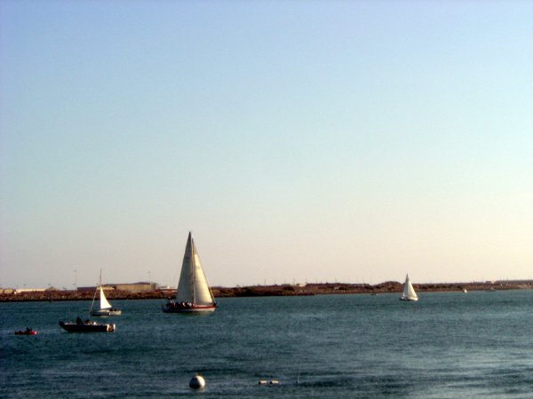 Lawur in San Diego bay